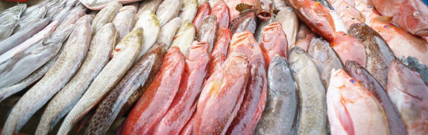 Evitar o desperdício alimentar de produtos de pesca