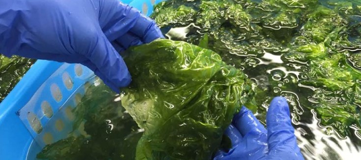Conservas com algas permitem colmatar carências alimentares
